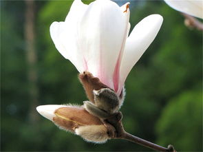 望春玉兰——早班车