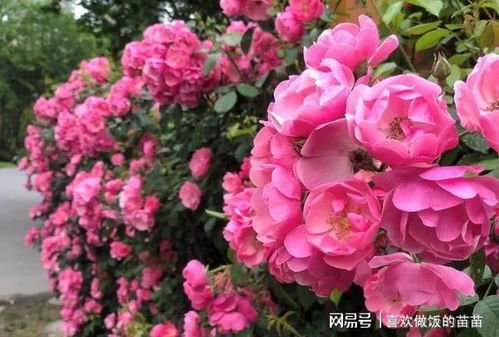 安吉拉月季：美丽与烦恼并存