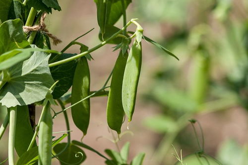 木质藤本， 大自然的攀爬高手