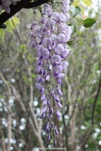 紫藤花，蓝蓝的？有毒吗那个？快来听听老李的说法！