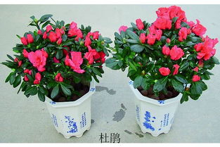家庭盆栽花卉种植指南：如何挑选适合家庭种植的花卉种类