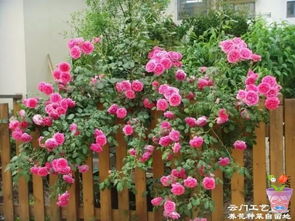 红达芬奇月季， 逆生长的神奇之花