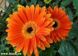 北方种植非洲菊的忒别注意事项