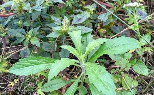 通常应放在阴凉通风的地方：