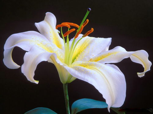 百合象征纯洁与高贵，送花场合有哪些
