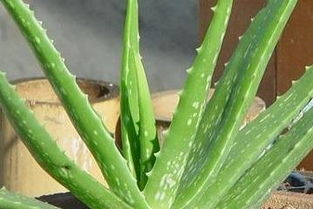 芦荟春夏秋冬水分管理，不同季节如何调整浇水频率