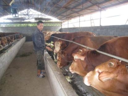 鲁西黄牛养殖技巧：优点与管理要点，打造花卉产业新高度