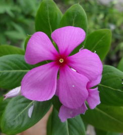 怎么收集长春花种子呢？