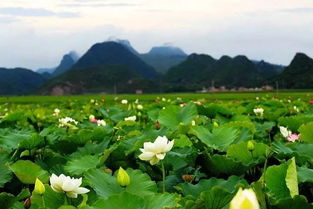 云南普者黑，荷花盛开，人山人海！