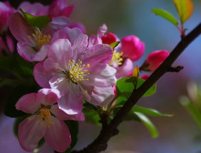 拍摄海棠花的技巧分享