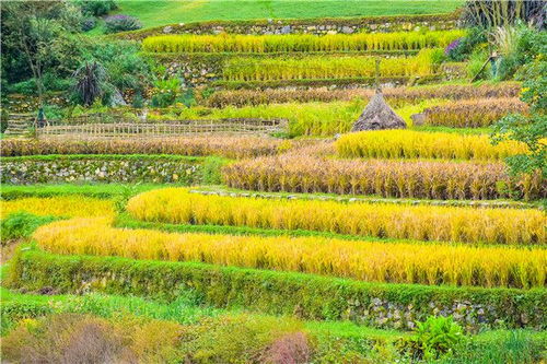 绿博会上的一抹绿意