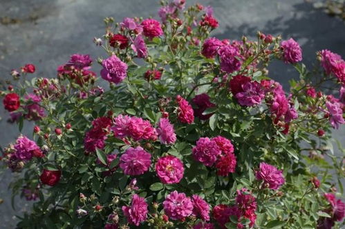 甜蜜马车月季：开花迷人， 养护简单