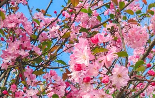 路边的彩色花束