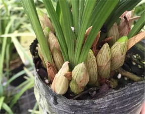 兰花植料配方：腐叶土、 松树皮和珍珠岩的完美比例