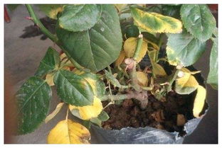 黄叶之谜：浇水不当还是病虫害？