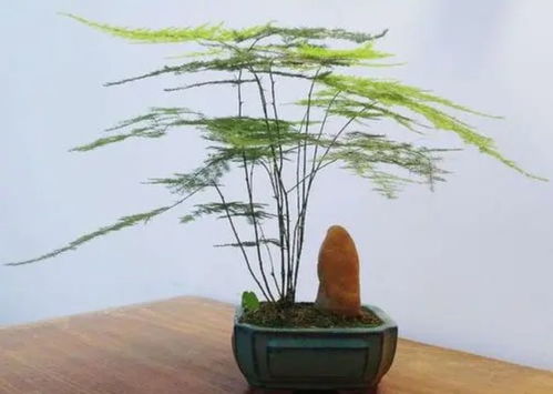 文竹移盆后多久浇水最合适？
