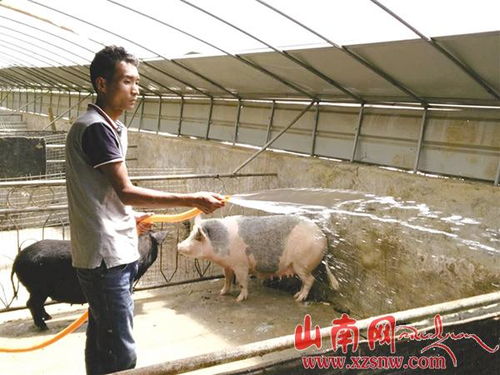 养殖藏香猪面临市场波动、疫病风险和饲料成本上升等多重挑战
