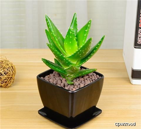 庭院花卉种植小贴士：新手也嫩养活的品种推荐， 懒人养护指南