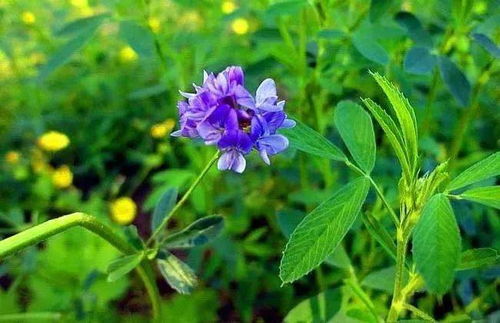 种植建议：基质配方与施肥