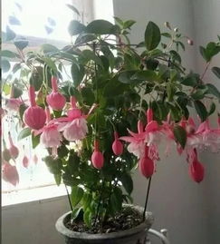 养花就是信心游戏