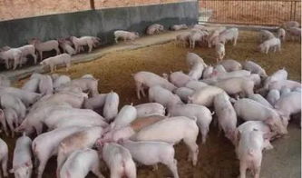 2017养猪市场前景如何？