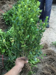 小叶黄杨，你知道多少？