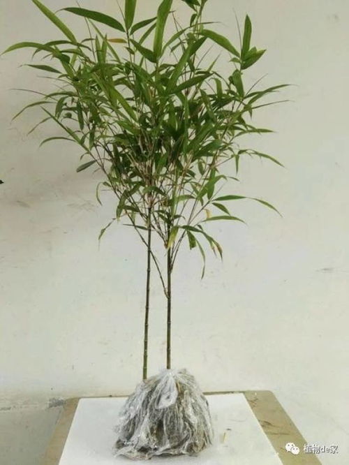 竹子盆栽发霉了如何挽救