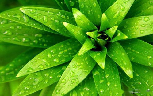 无叶植物， 生命的奥秘