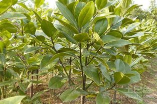 广玉兰苗木栽培养护中的病虫害防范攻略