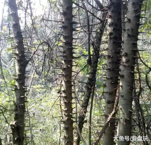 湿木头与手串的缘分