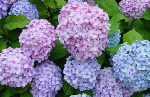 绣球花期施什么肥？不同阶段施肥技巧有哪些