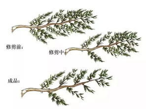 “柏树种植攻略：家居绿意盎然新选择！”