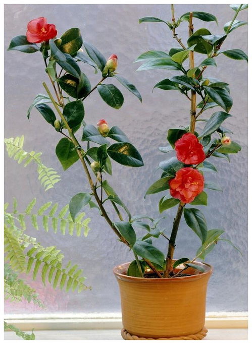 茶花怎么养才能让花苞长得更多？