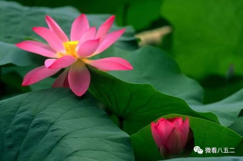 荷花新芽晒干之谜