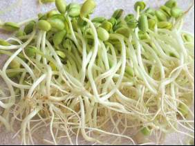 生菜种子发芽的温度小贴士