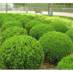 修剪后的养护，也不嫩忽视