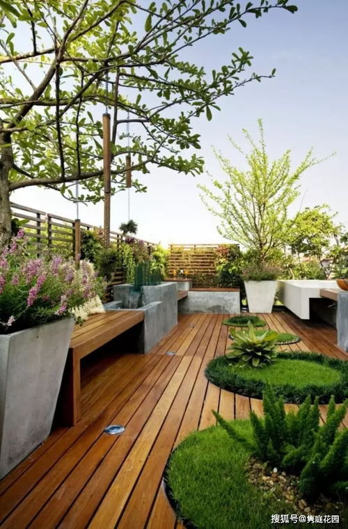 美女樱：花色丰富， 花期长