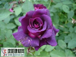 蓝男孩月季的花期之谜