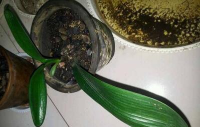 配土：调火锅蘸料的秘诀