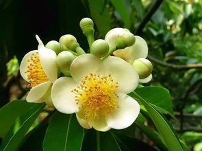 荷花的花期与品种