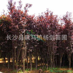 江苏绿宝园林， 品质有保障