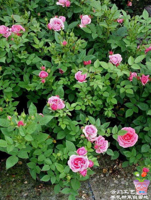 月季苗收到后的黄叶处理