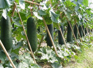 冬瓜锈病：那些年， 我们“怕”过的食物