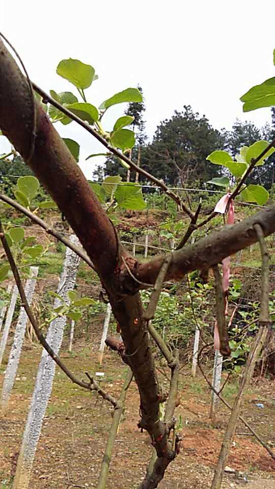 皂角树籽秋季种植，成活率高不高？