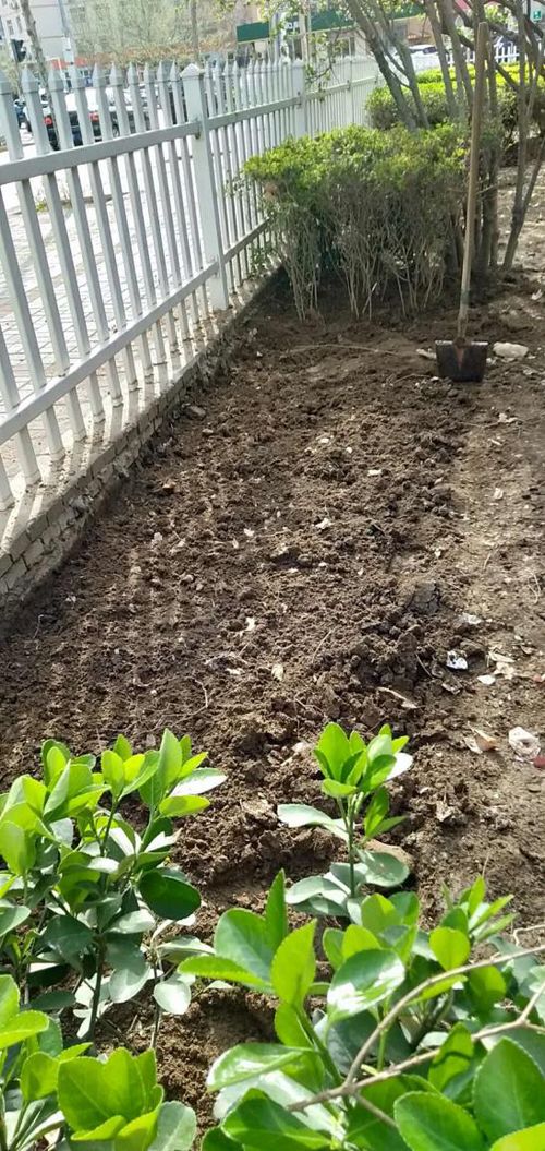 秋季补植补栽验收，如何准确判断苗木规格与质量？