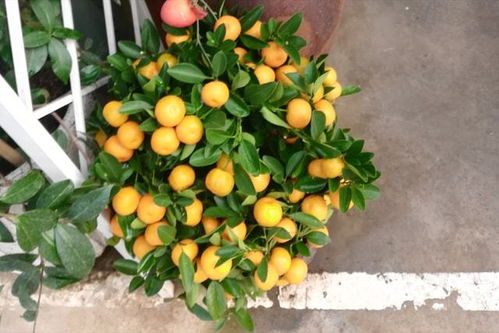 节日送礼，花卉来传情