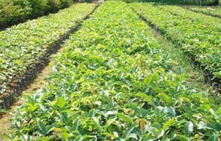 土壤配方：腐叶土、 河沙、蛭石=3:1:1