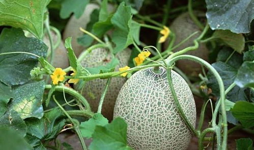 打药，真的会让人苦不堪言？