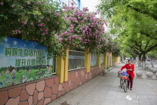 蔷薇花语中，那代表爱情的深意是如何在历史长河中传承至今的