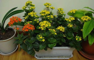 春季最佳种植蓝盆花，养护要点